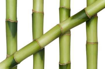 Obraz premium Bambus