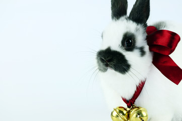 Hase © Natallia Vintsik