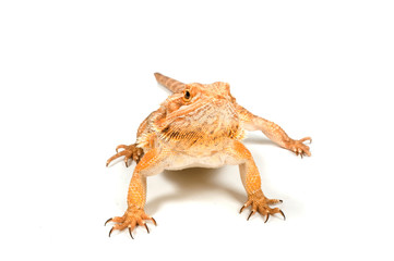 Orange headed bearded dragon (pogona vitticeps)