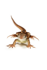 Butterfly Agama Lizard (Liolepis belliana) isolated on white bac