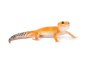Gecko in front of a white background