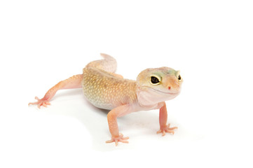 Gecko in front of a white background