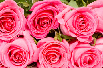 pink roses background