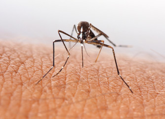 Mosquito sobre piel