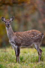 Fallow deer amongst Autumn trees