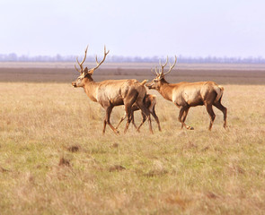 Herd of deers