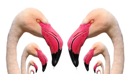 Cercles muraux Flamant Flamingos family