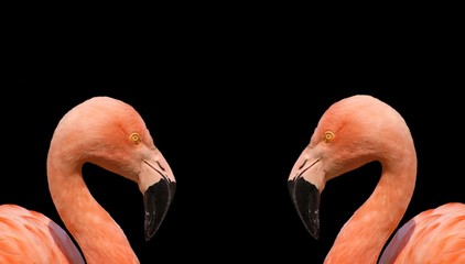 Pair of flamingos on black background
