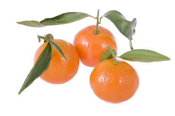 Three mandarines with leaves