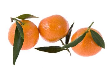 Three mandarines