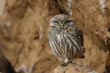 Civetta