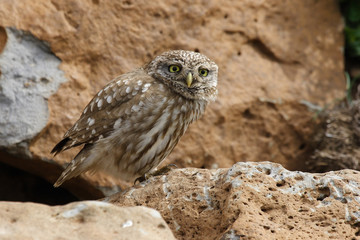 Civetta