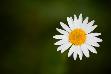 Fototapeta premium Daisy