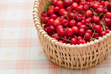 A basket of delicious fresh cherries!