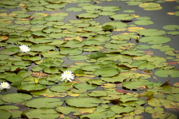 water lilies