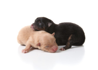 Sleeping Newborn Puppy Dogs