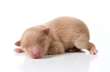 Fototapeta na wymiar Newborn Pomeranian Puppy Sleeping on White Background