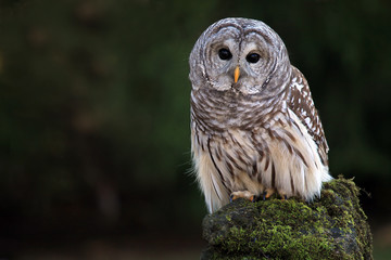 Naklejka premium Barred Owl