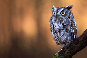 Fototapeta premium Eastern Screech Owl