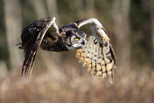 Great Horned Owl In Flight