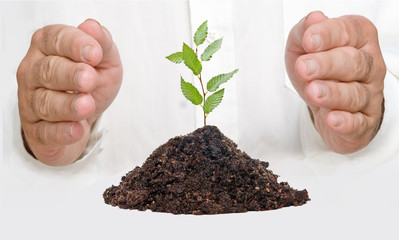 A sprout in hands as a symbol of nature protection