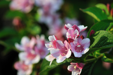 Kolkwitzia amabilis, Beautybush