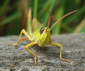 Fototapeta premium Grasshopper