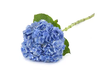 Deurstickers Hydrangea Een blauwe hortensia neerzetten