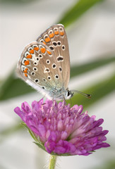 Copper-butterfly on a clover