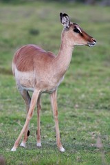 Impala Ewe Antelope