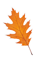 One autumn leaf
