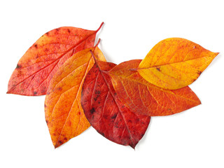 autumnal leaves