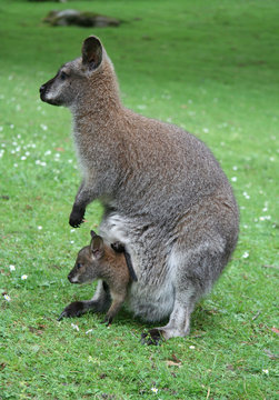 Family of kangaroos - mother and baby