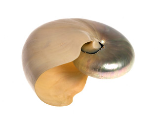 Isolated nautilus