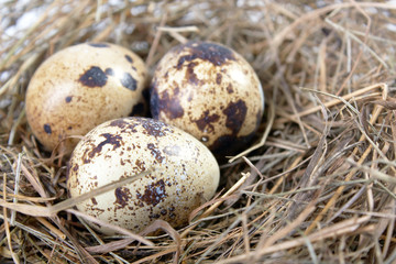 motley eggs at nest.