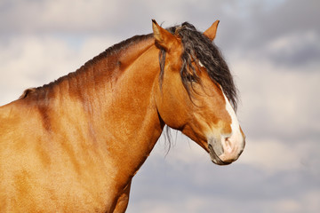 Fototapeta na wymiar bay stallion on a stormy background