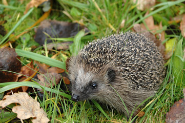 Igel im Gras