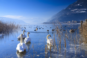 Frozen lake in the alps with swans and ducks on ice in winter - 18476093