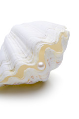 Obraz premium Muschel mit Perle