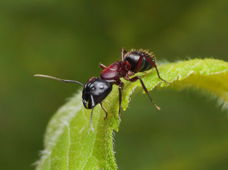garden ant on a leaf