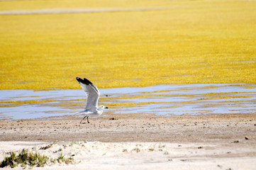Seagul