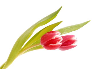Zwei tulpen