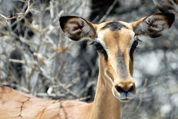 Impala, etosha national park, namibia