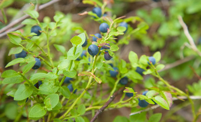 bilberry (Vaccinium)