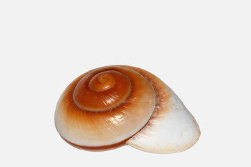 cockleshell isolated on white