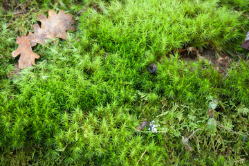 vivid green  moss closeup