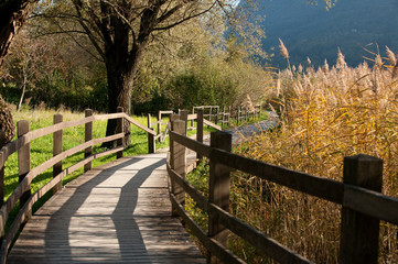 Fototapeta premium Autumn breeze