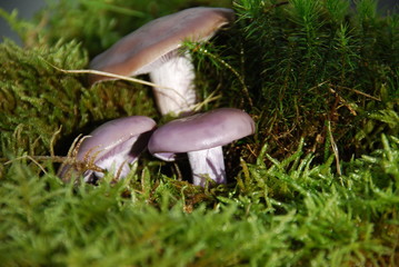 Violetter Ritterling (Lepista nuda)