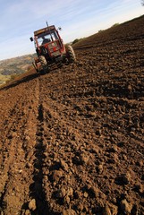 Fototapeta premium semina