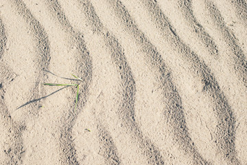 Beach sand waves with green grass blade growing